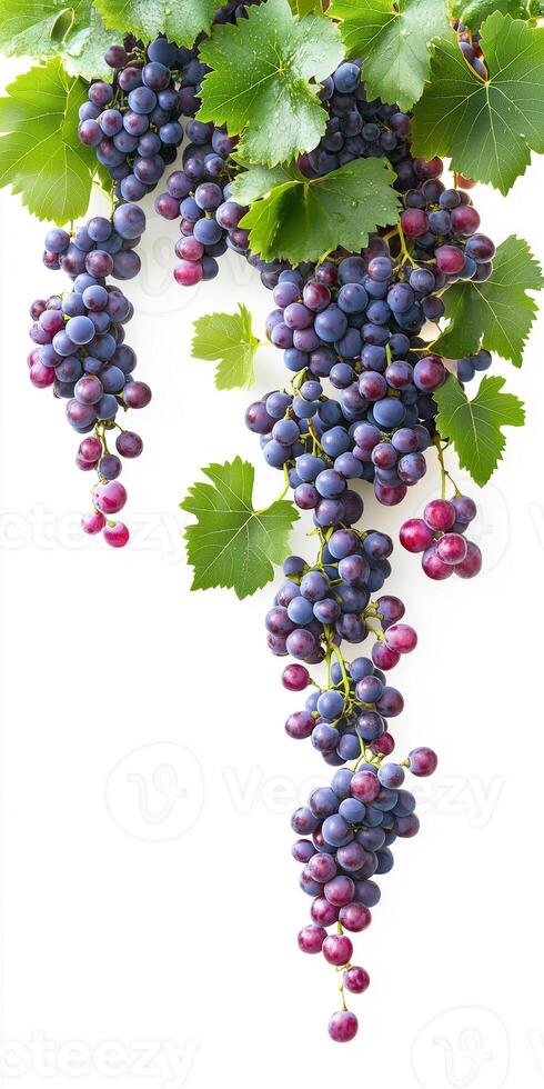 A bunch of grapes hanging from a vine photo