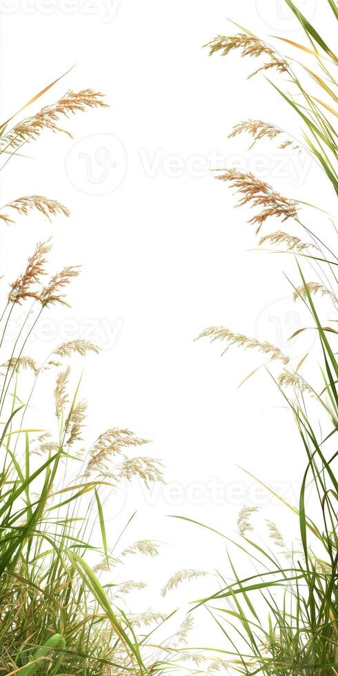 A grassy field with tall grasses and a white sky photo