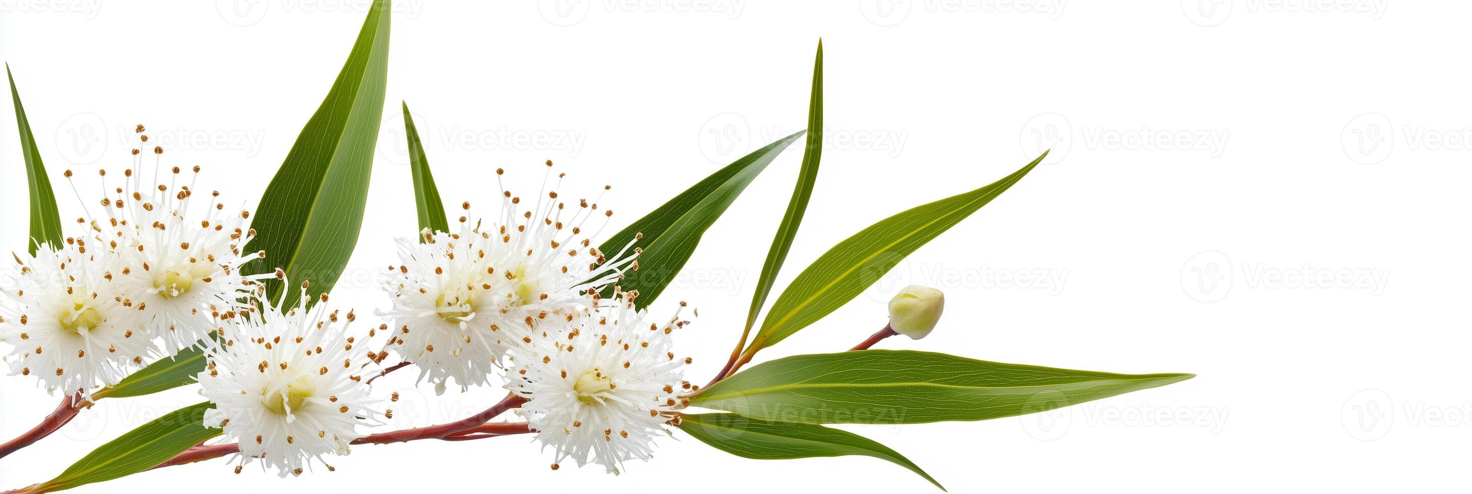 Eucalyptus oil is a natural remedy for a variety of health problems photo