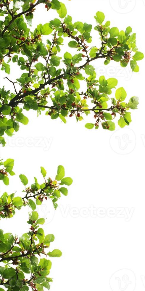 A tree with leaves and fruit on it photo