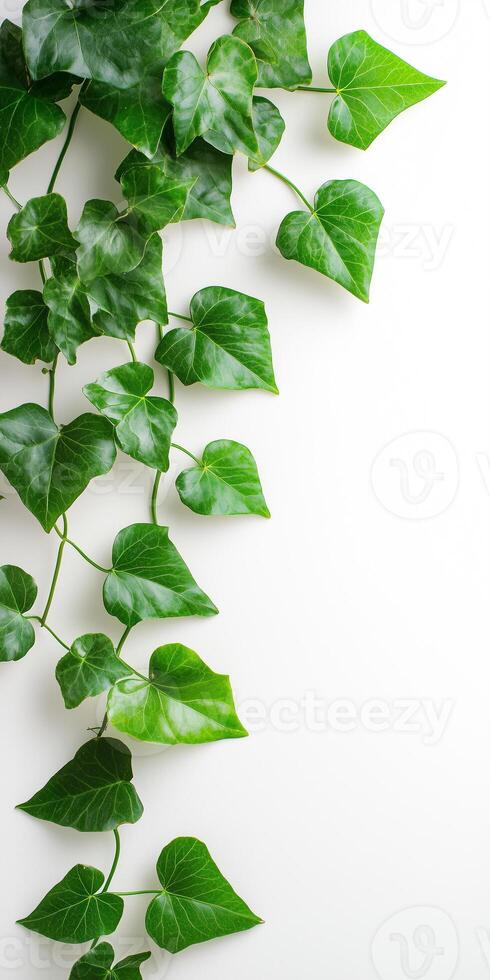 Green ivy plant on white background photo