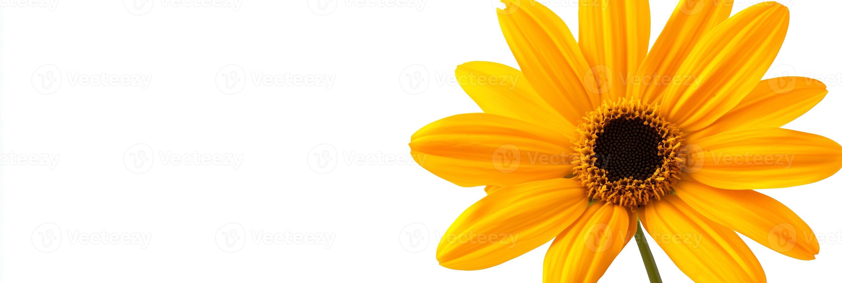 A yellow flower is shown against a white background photo