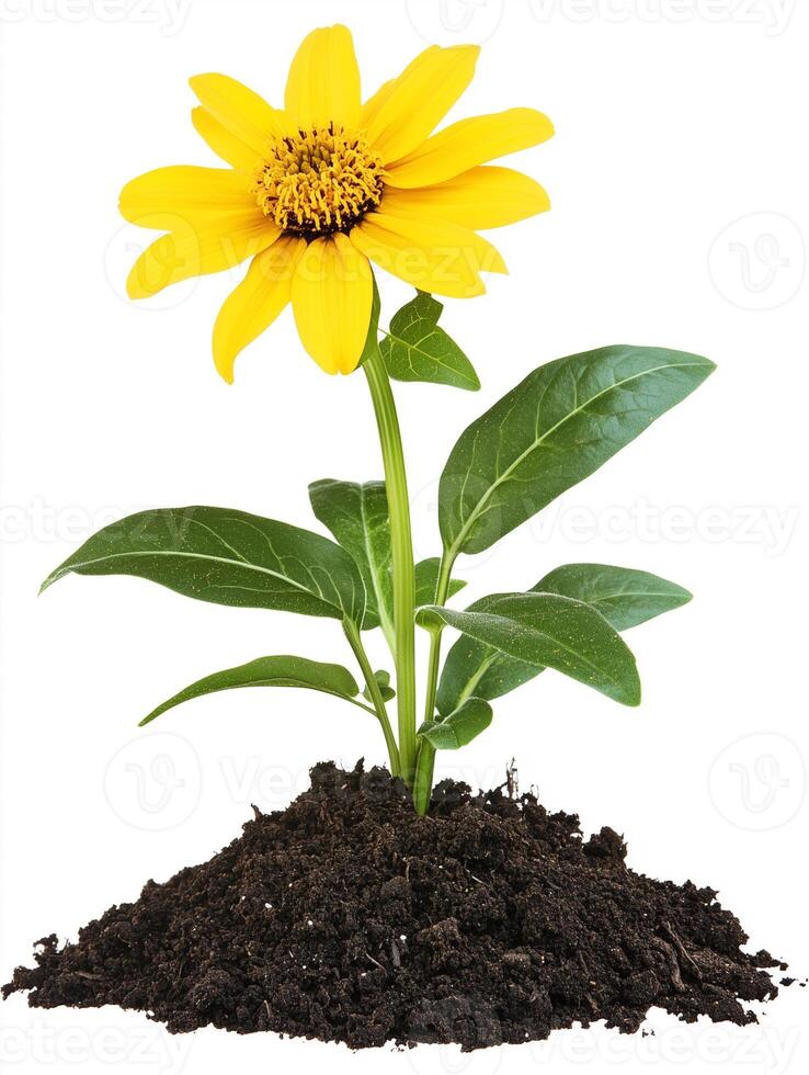 A single yellow flower is growing in the dirt photo