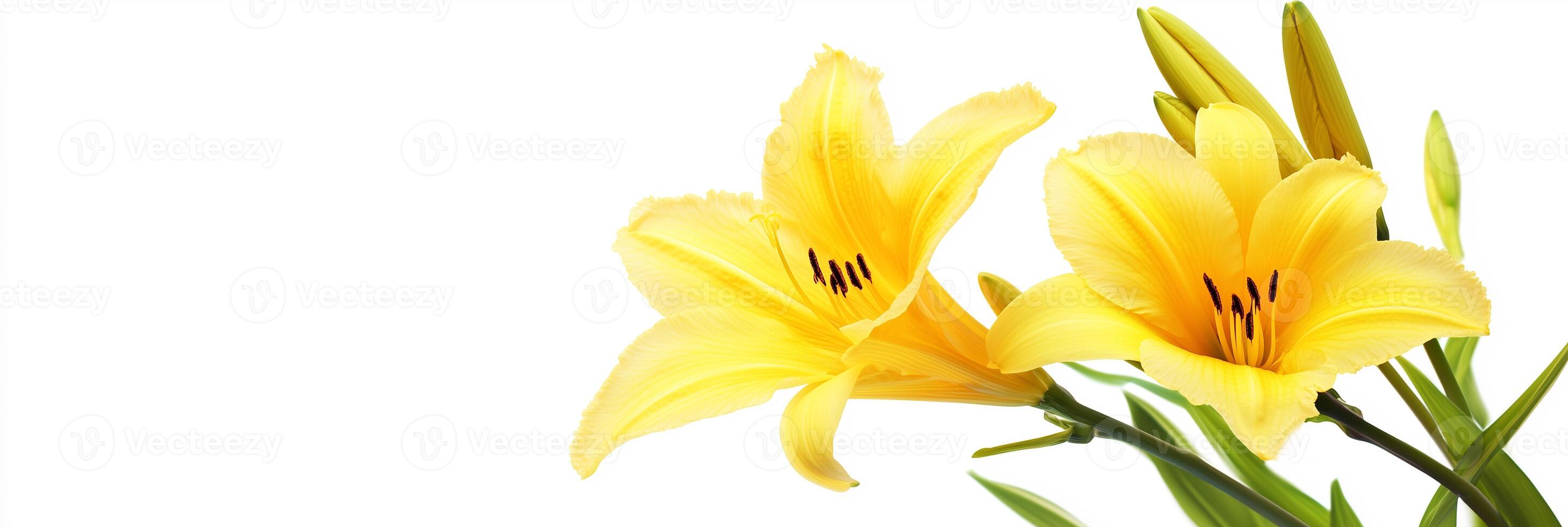 Yellow lily flowers on a white background photo
