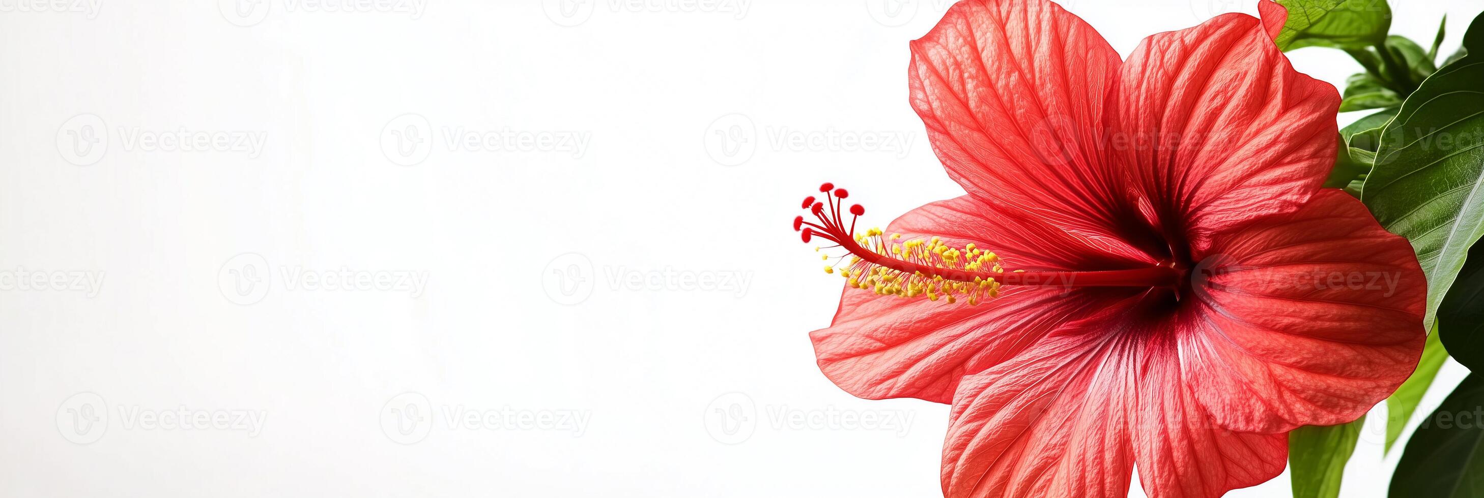 A red flower is shown in front of a white background photo