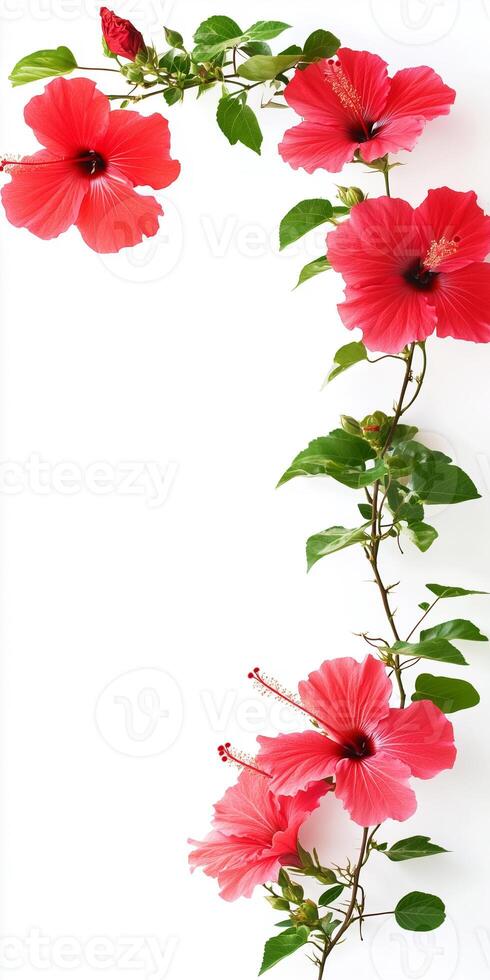 Pink flowers are arranged in a frame on a white background photo