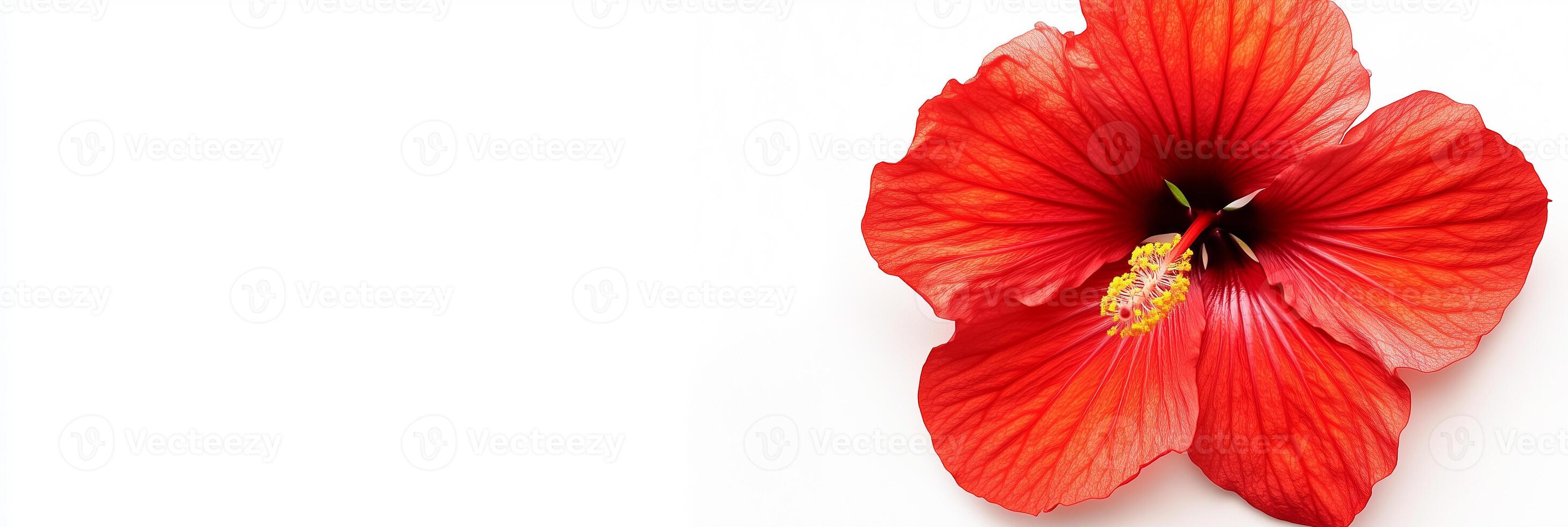 A red flower is shown on a white background photo