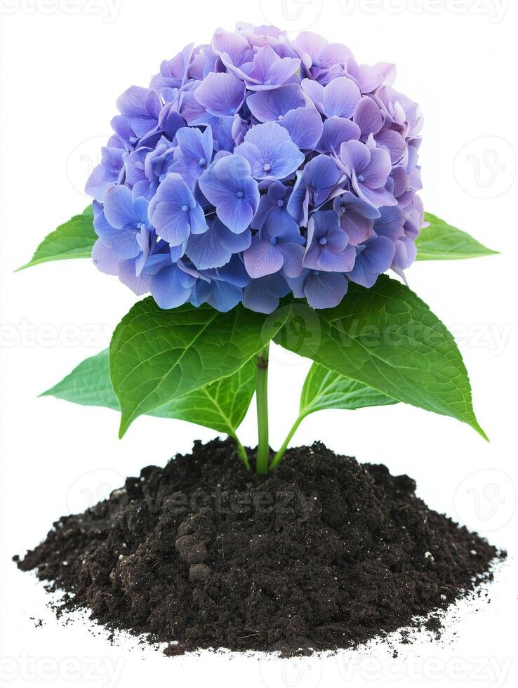 Hydrangea flower in soil isolated on white background photo