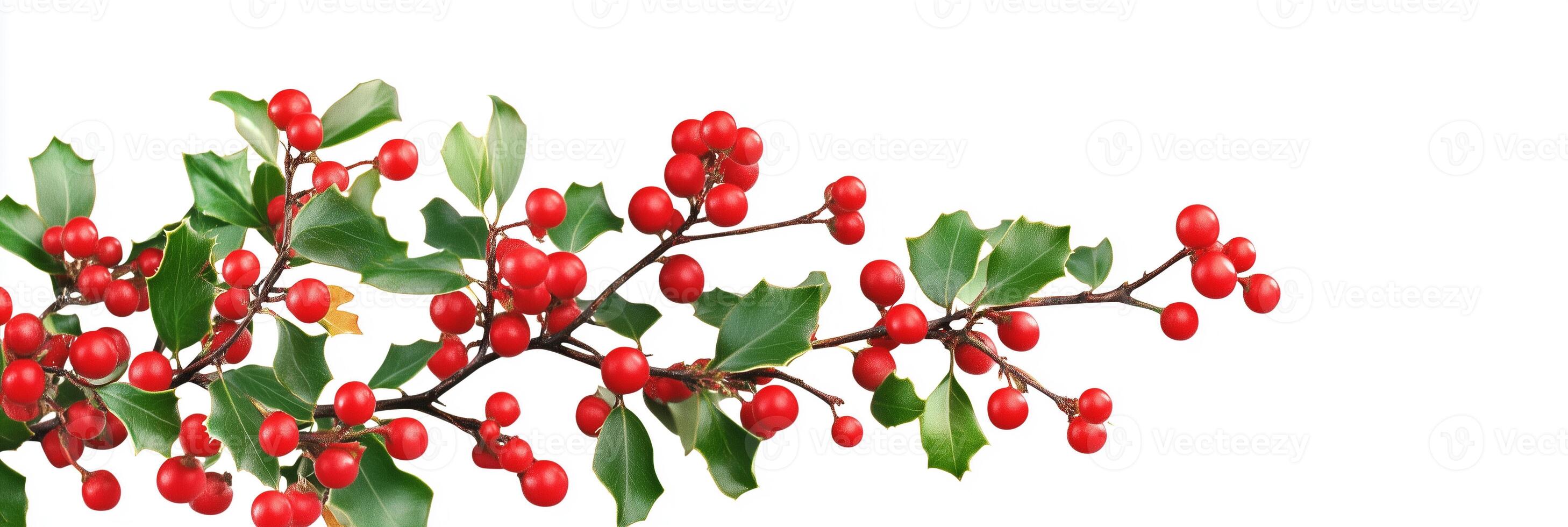 Holly tree with red berries on a white background photo