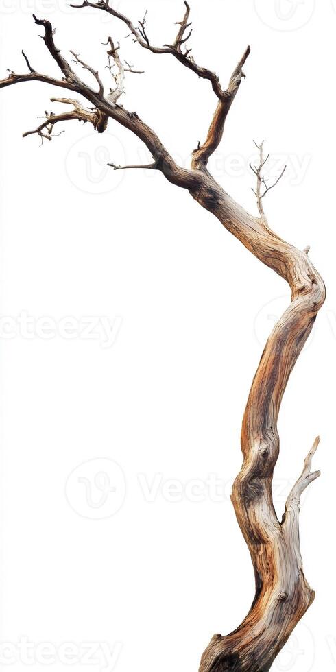 A tree with no branches is shown photo