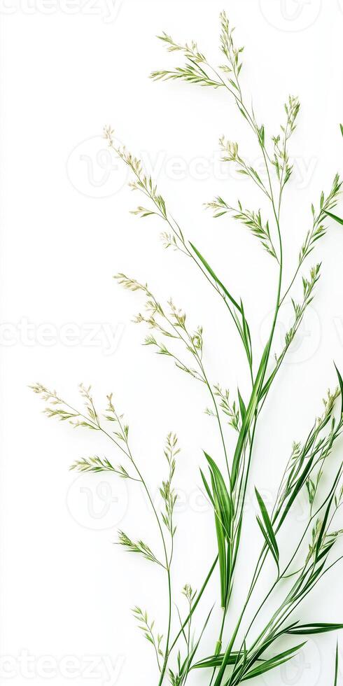 A close up of some grass on a white background photo