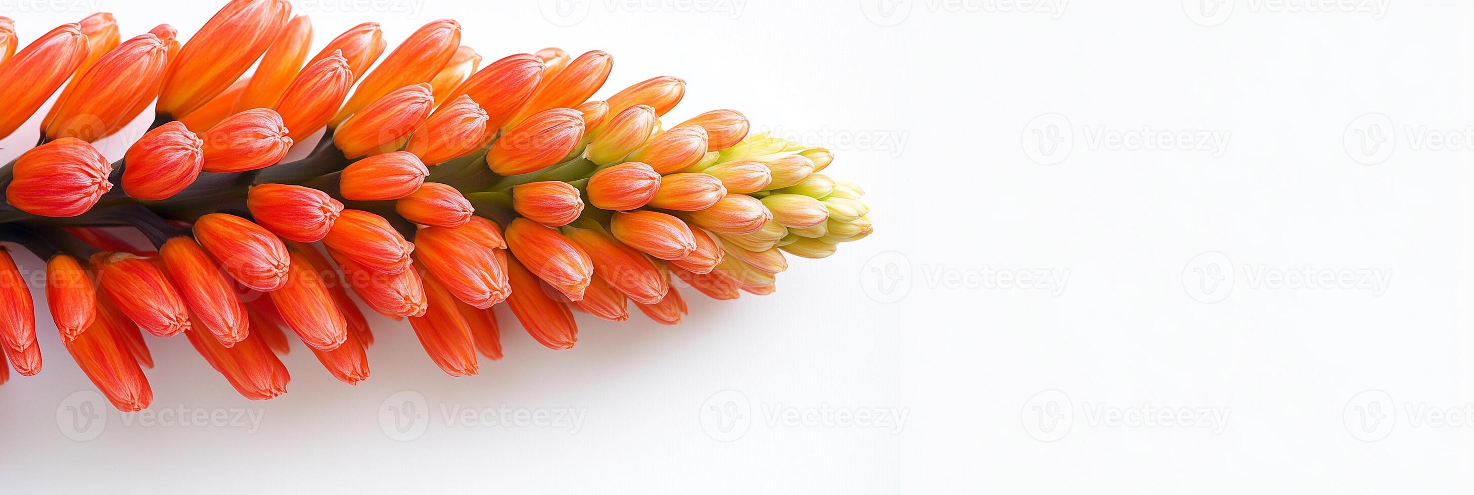 A close up of a flower with orange petals photo