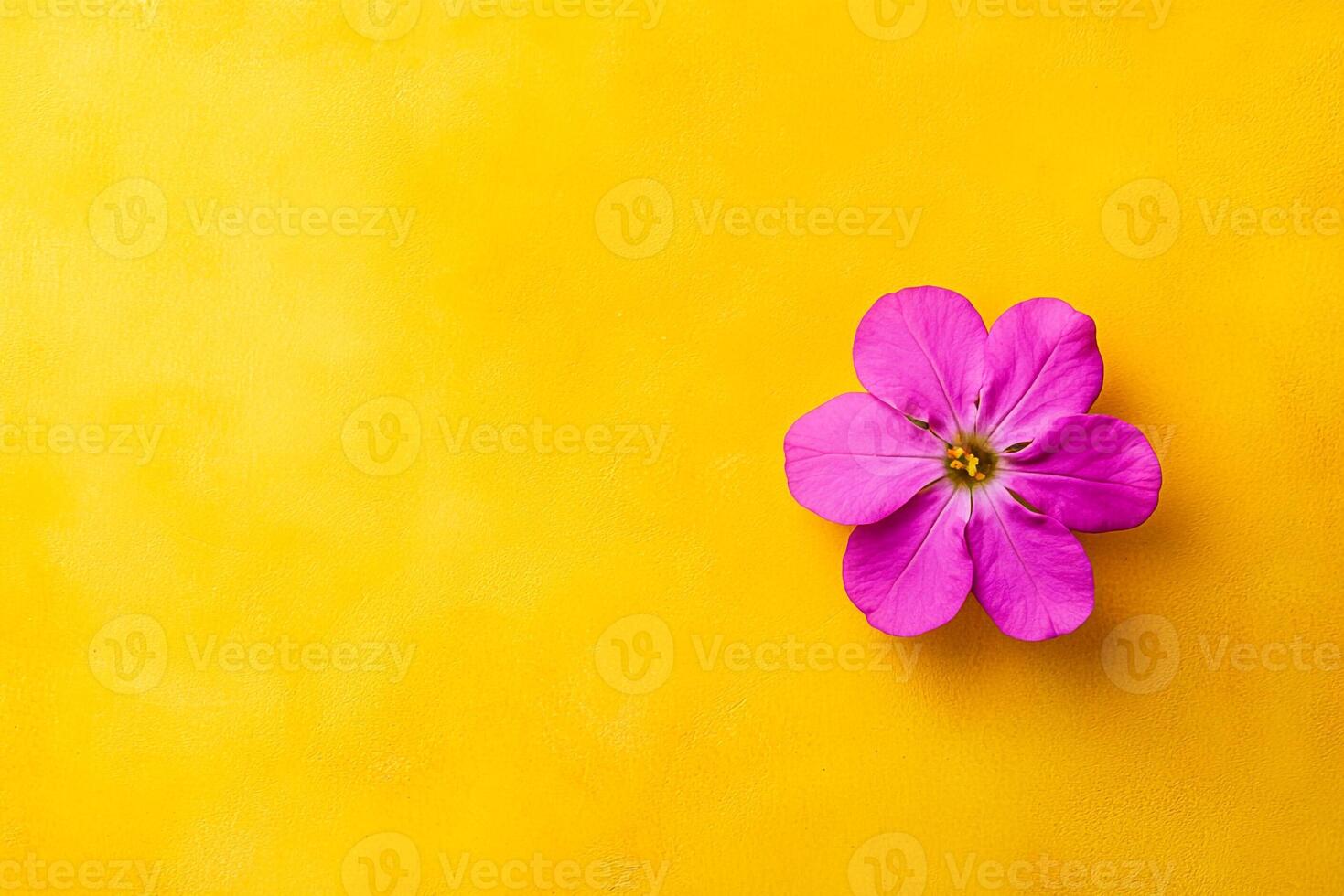 Verbena on a vibrant background, photorealistic top view Verbena flower photo