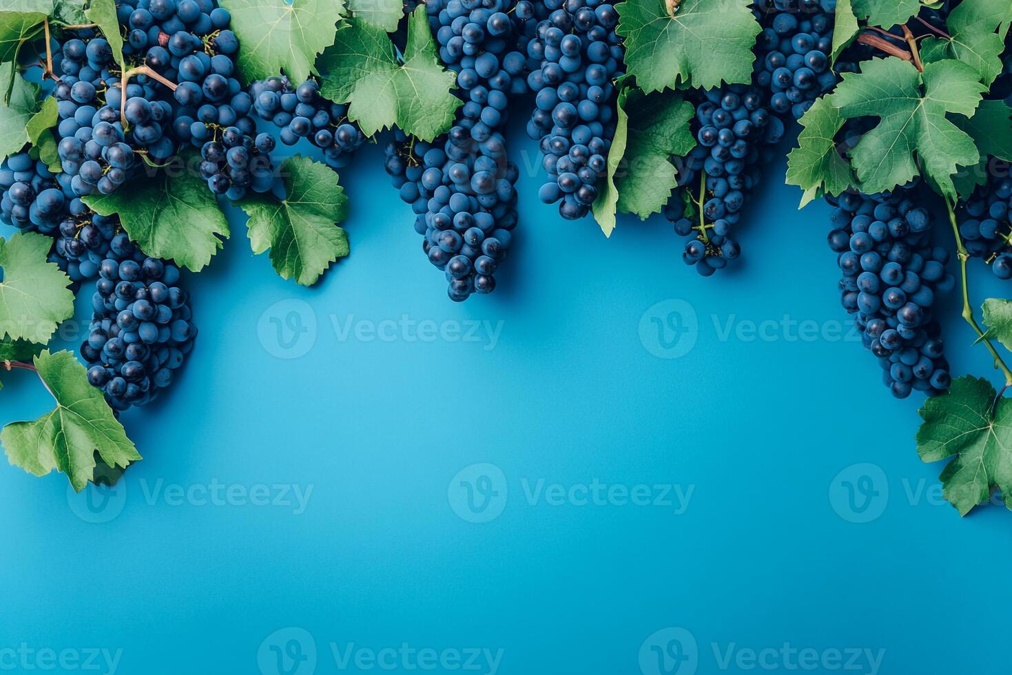 Vitis vinifera on a vibrant background, photorealistic top view Vitis vinifera plant photo
