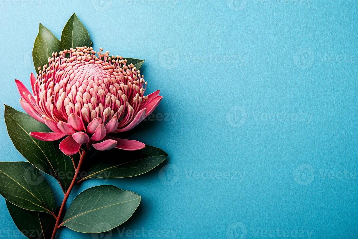Top view Waratah on a vibrant background, plant setting photo