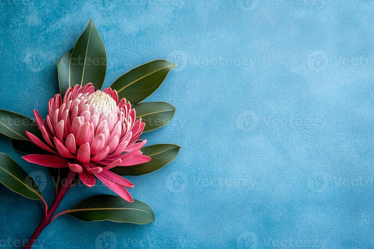 Top view photorealistic Waratah, plant set on a vibrant background photo