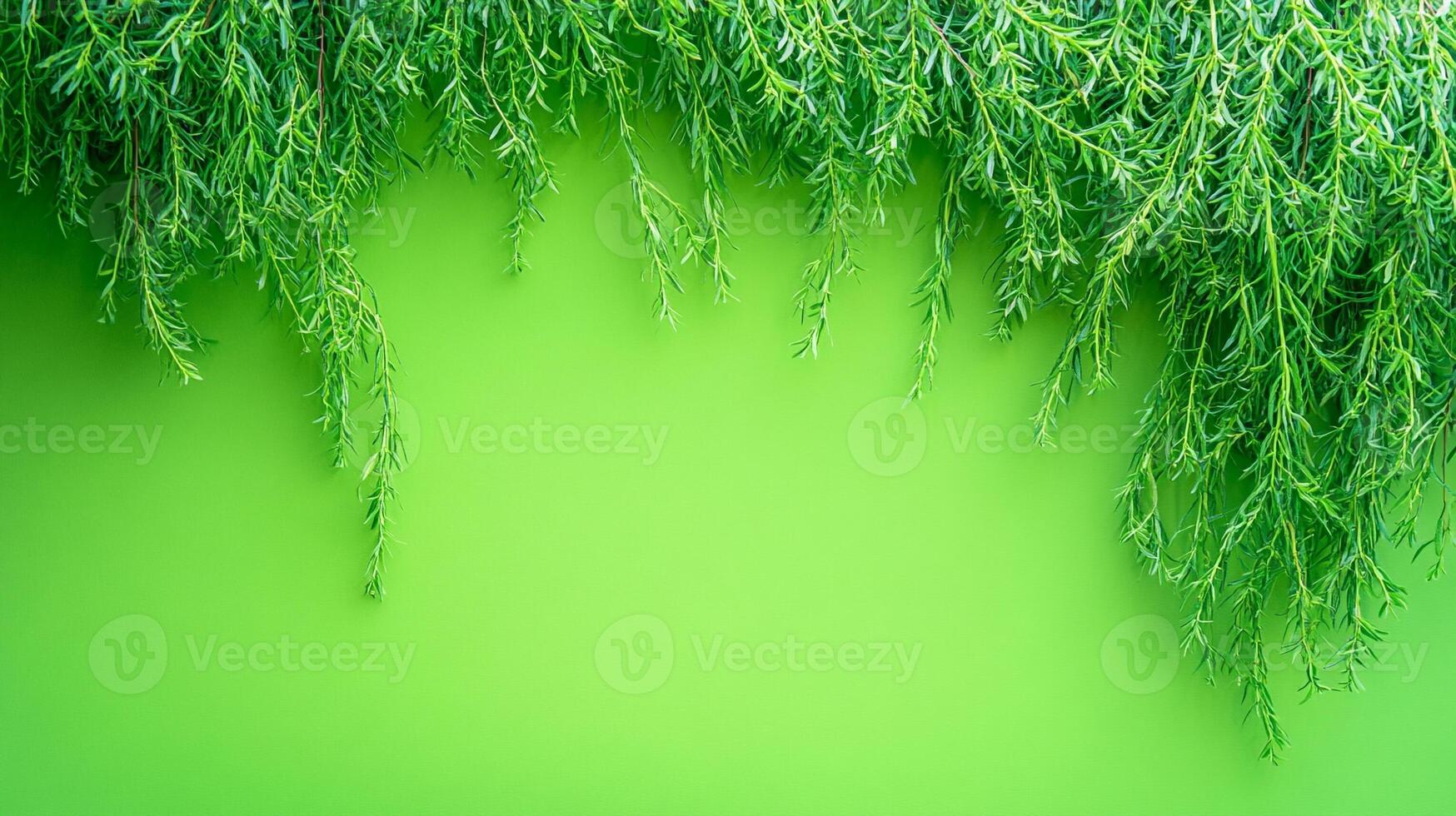 Top view Willow on a vibrant background, plant setting photo