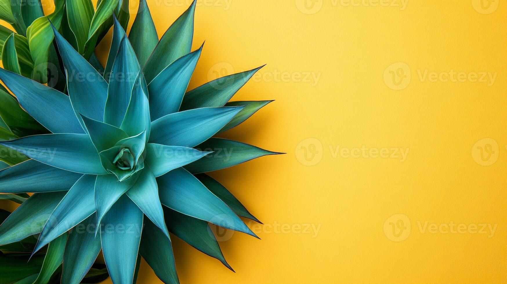 Yucca on a vibrant background, top view photorealistic plant photo