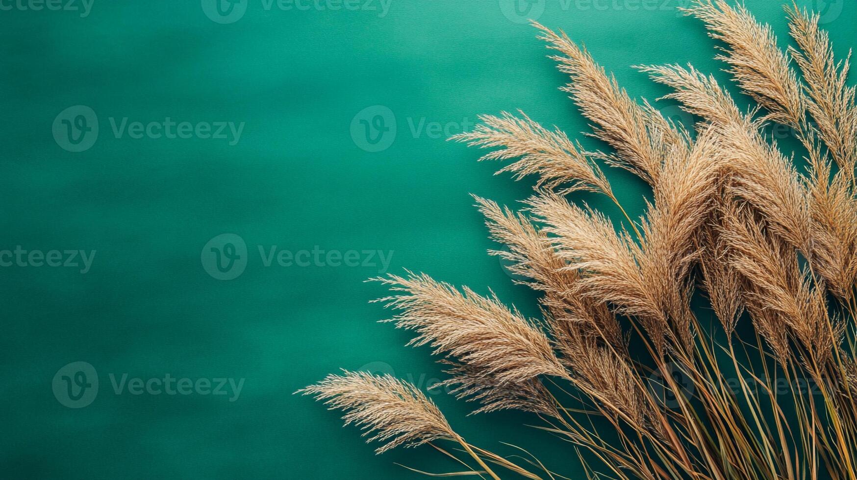 Top view Zebra Grass on a vibrant background, plant setting photo