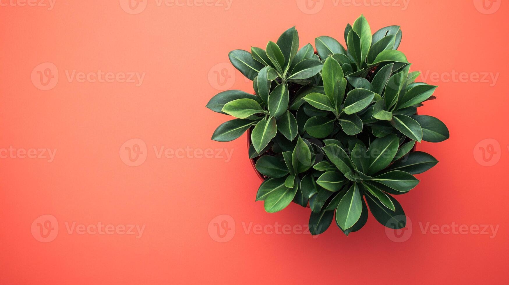 Top view photorealistic ZZ Plant, plant set on a vibrant background photo