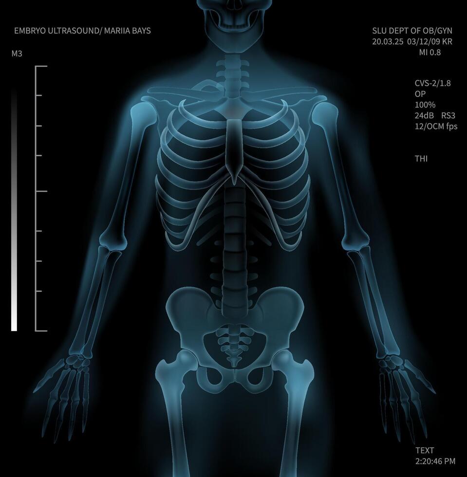Realistic Human Body Anatomy X Ray Illustration vector