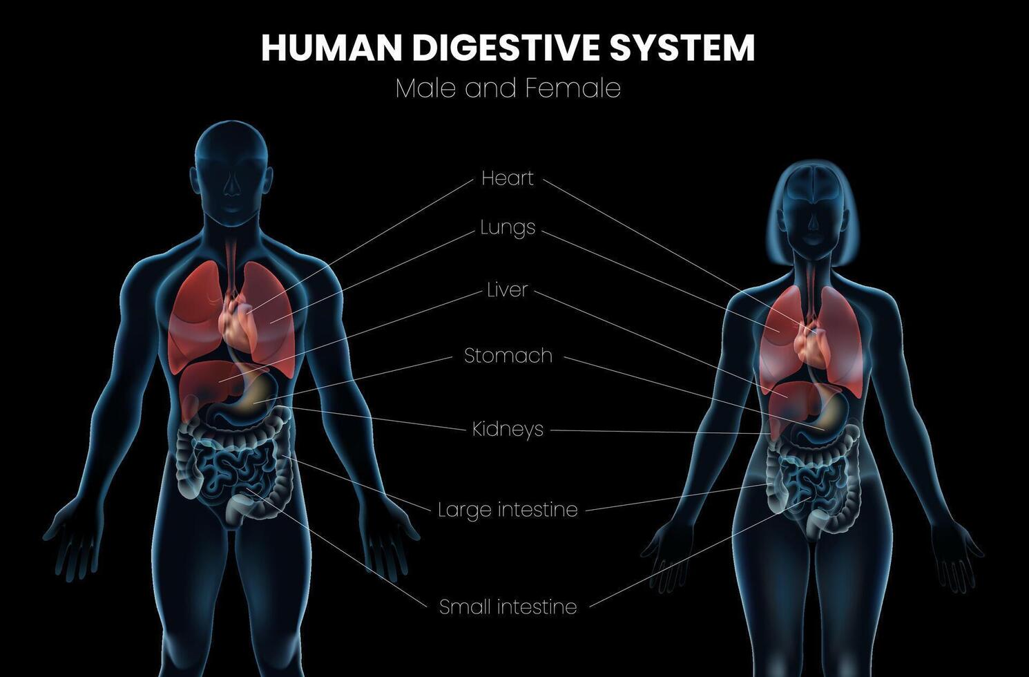 Realistic Man and Woman Human Body Anatomy Poster vector