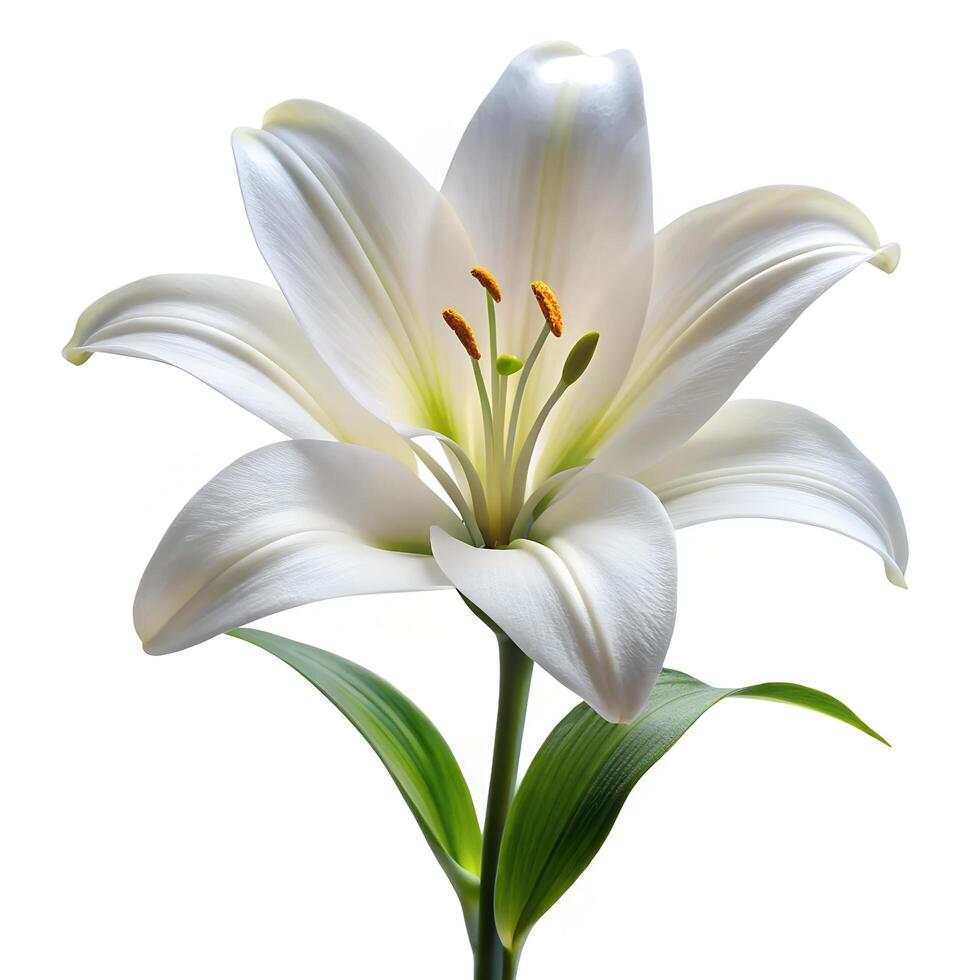 White Lily Bloom No Leaves Photo