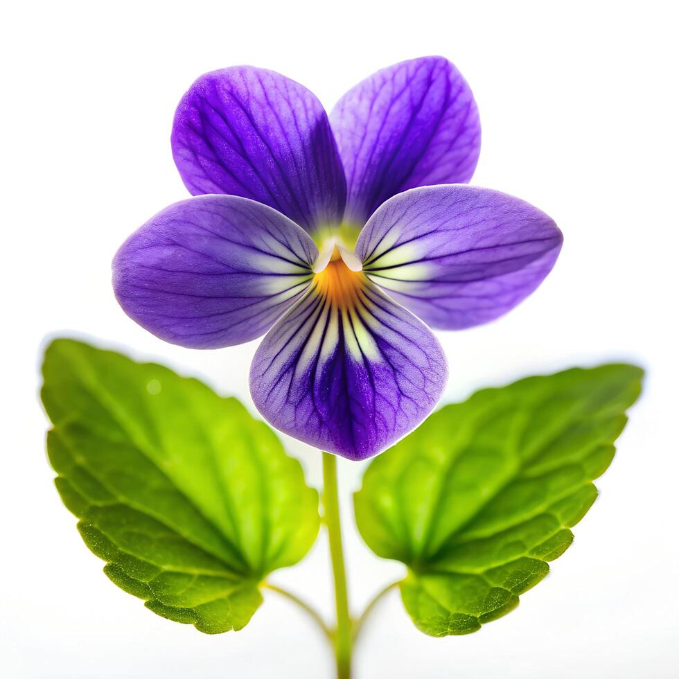 Wild Violet on White Background Photo