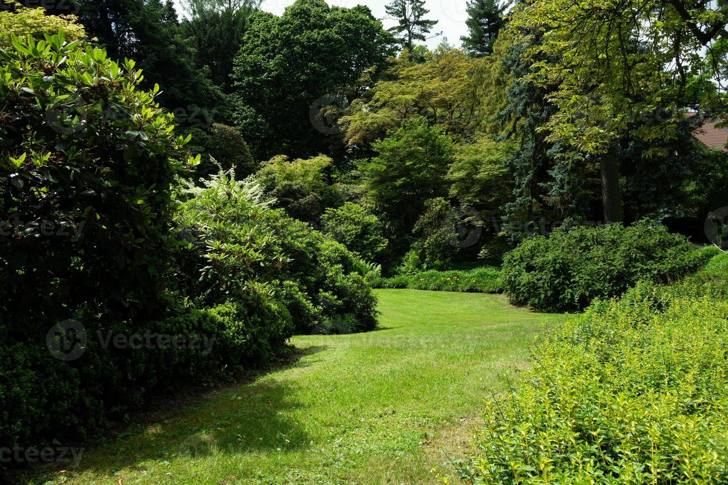Lush green landscape with vibrant foliage and winding path in summer photo