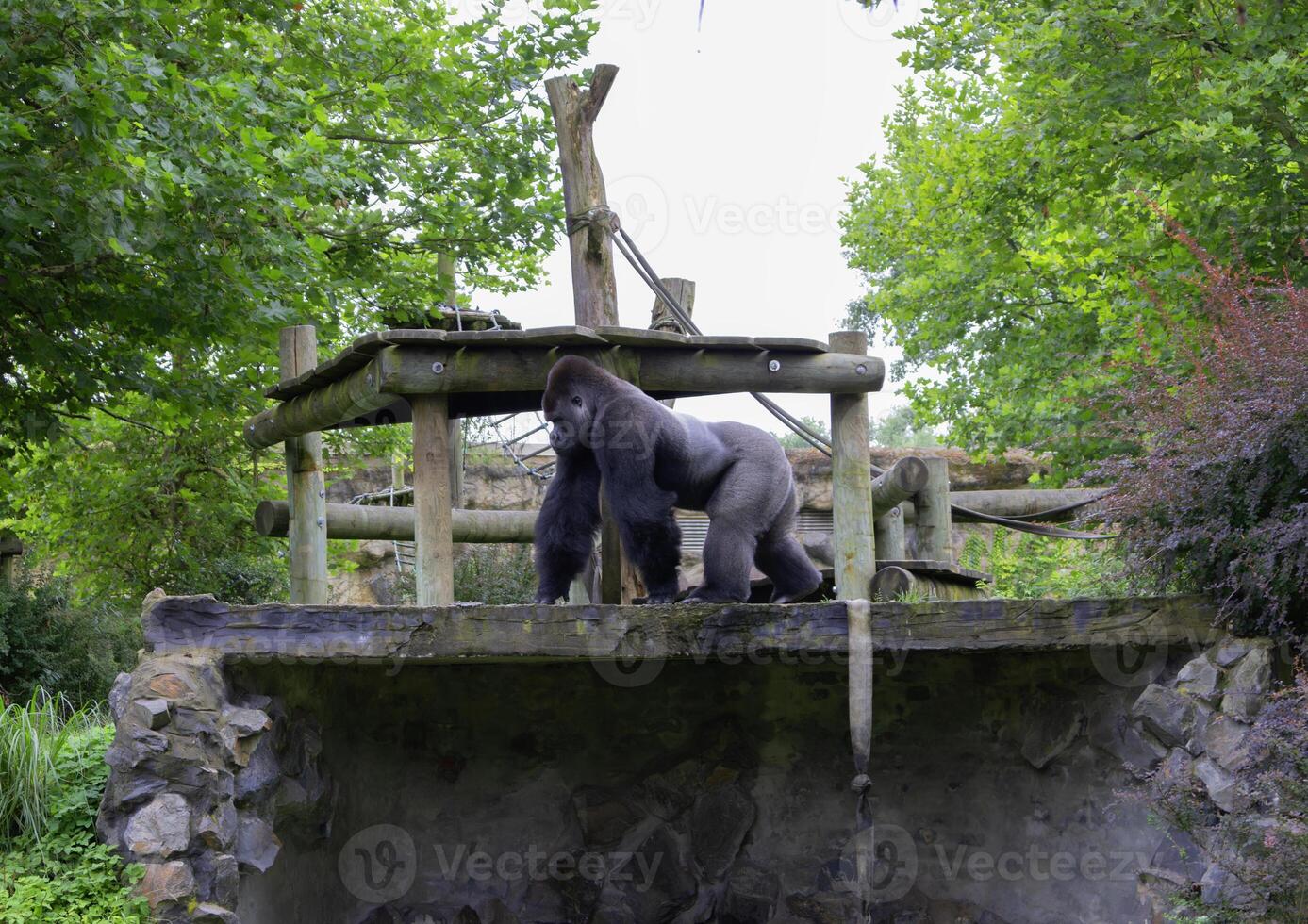 Gorilla exploring a natural habitat in a lush green environment photo