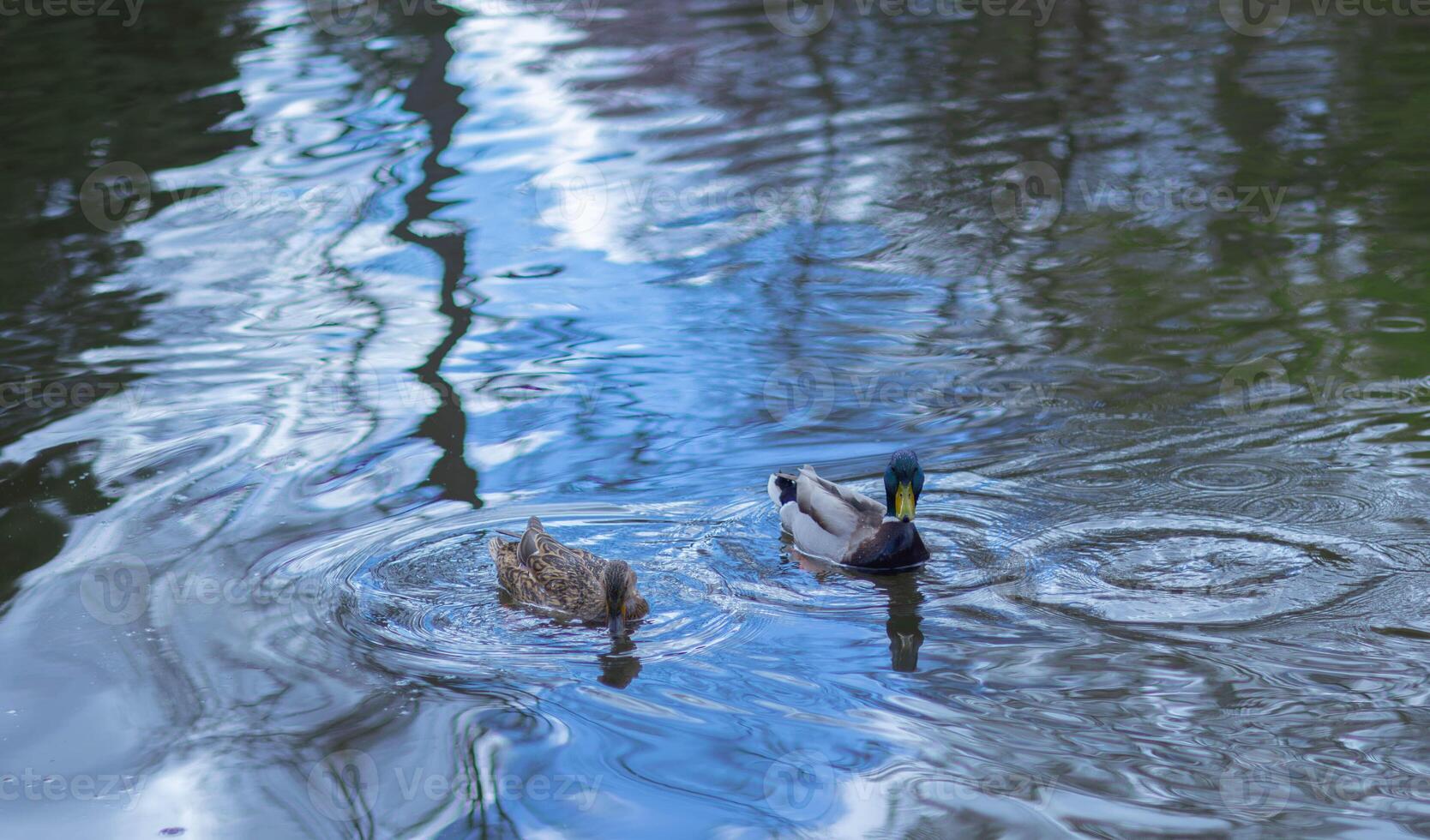 Ducks swimming in a calm pond surrounded by trees in springtime photo