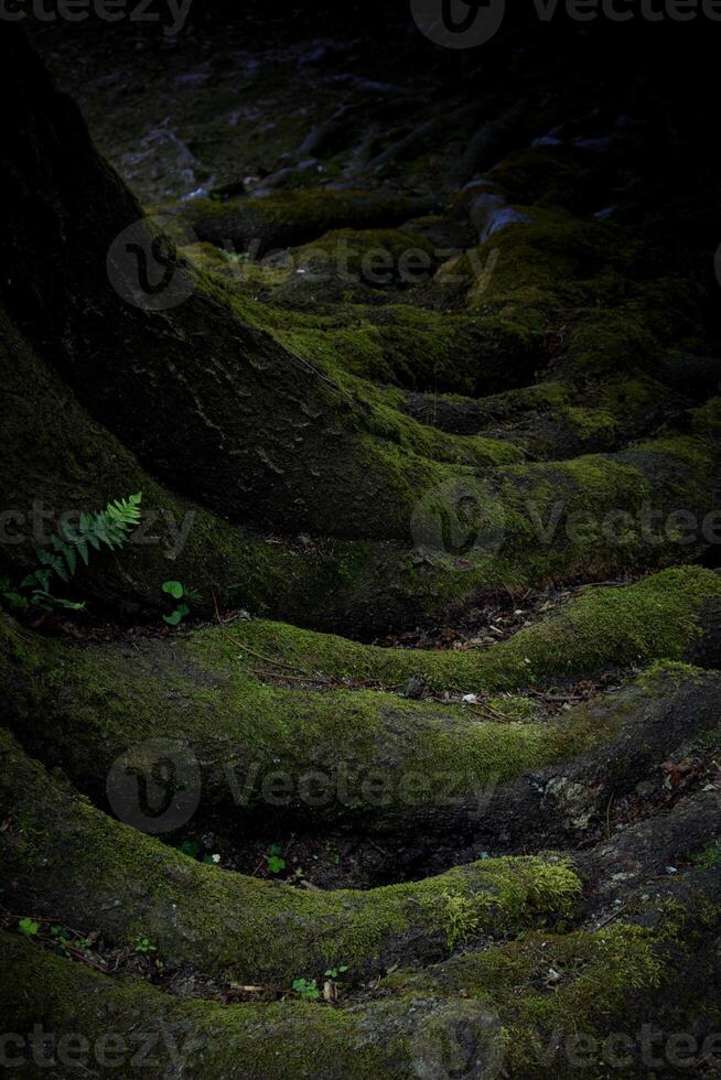 Moss-covered tree roots in a forest landscape at dusk photo