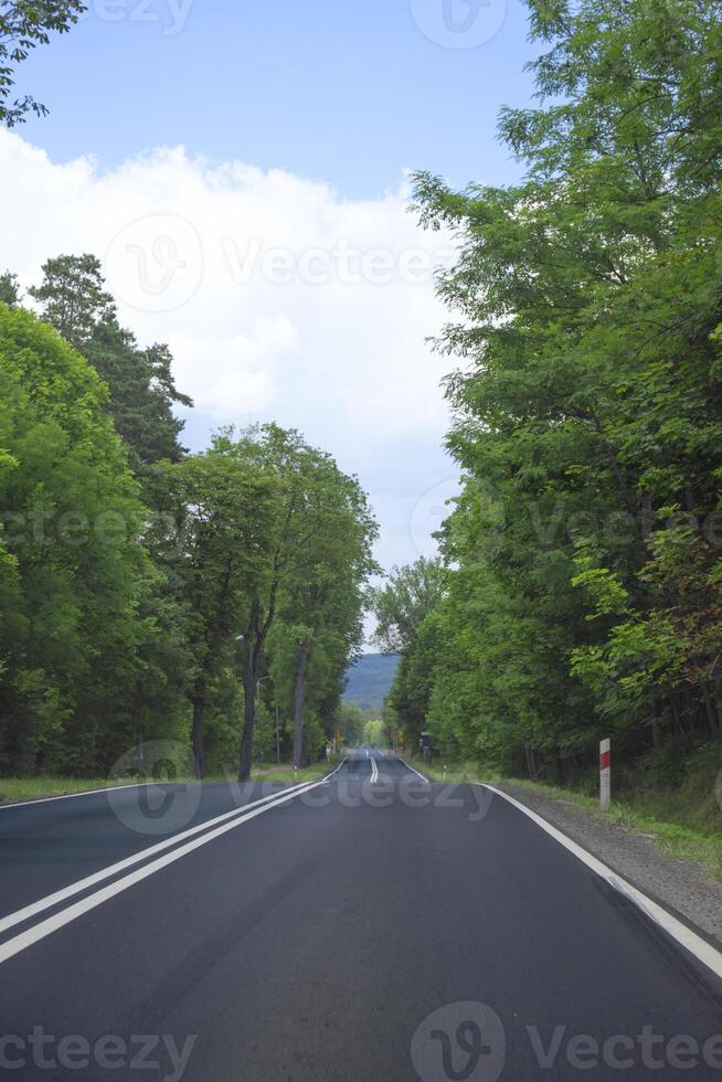Scenic countryside road surrounded by lush green trees in bright sunlight photo