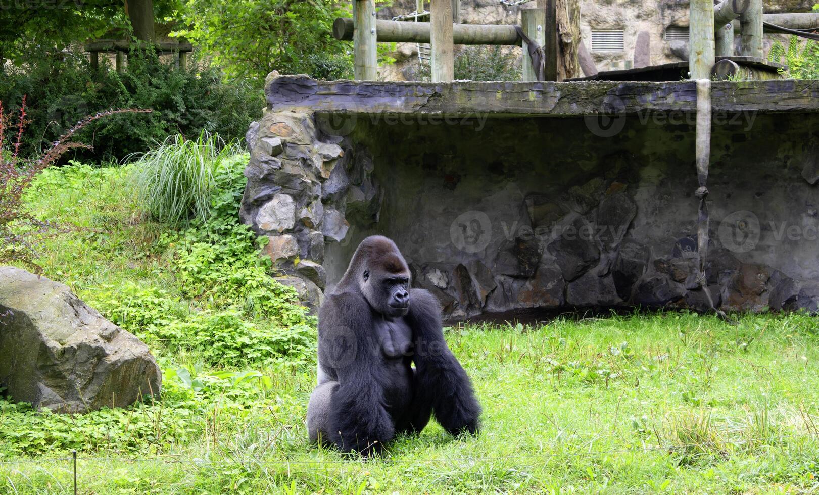 Gorilla seated in a grassy area surrounded by rocks and greenery photo