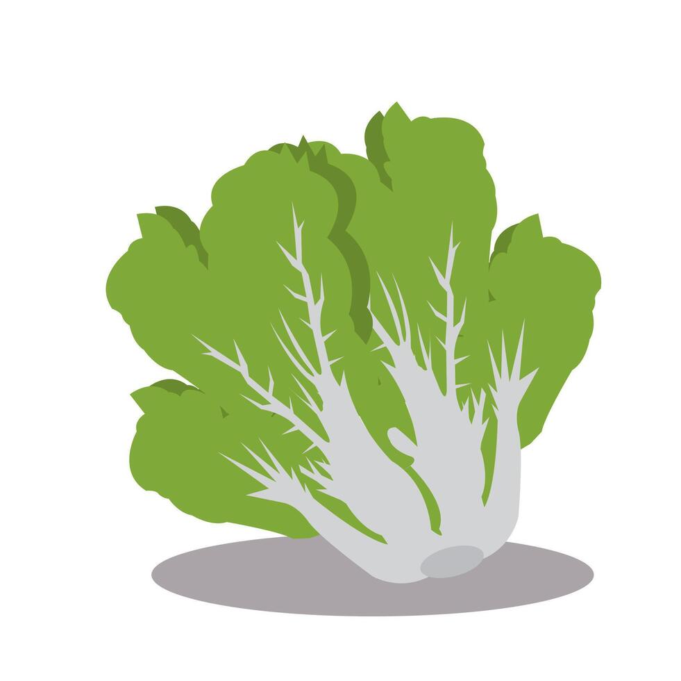 Illustration design of Japanese cabbage, Chinese cabbage, green vegetables. vector
