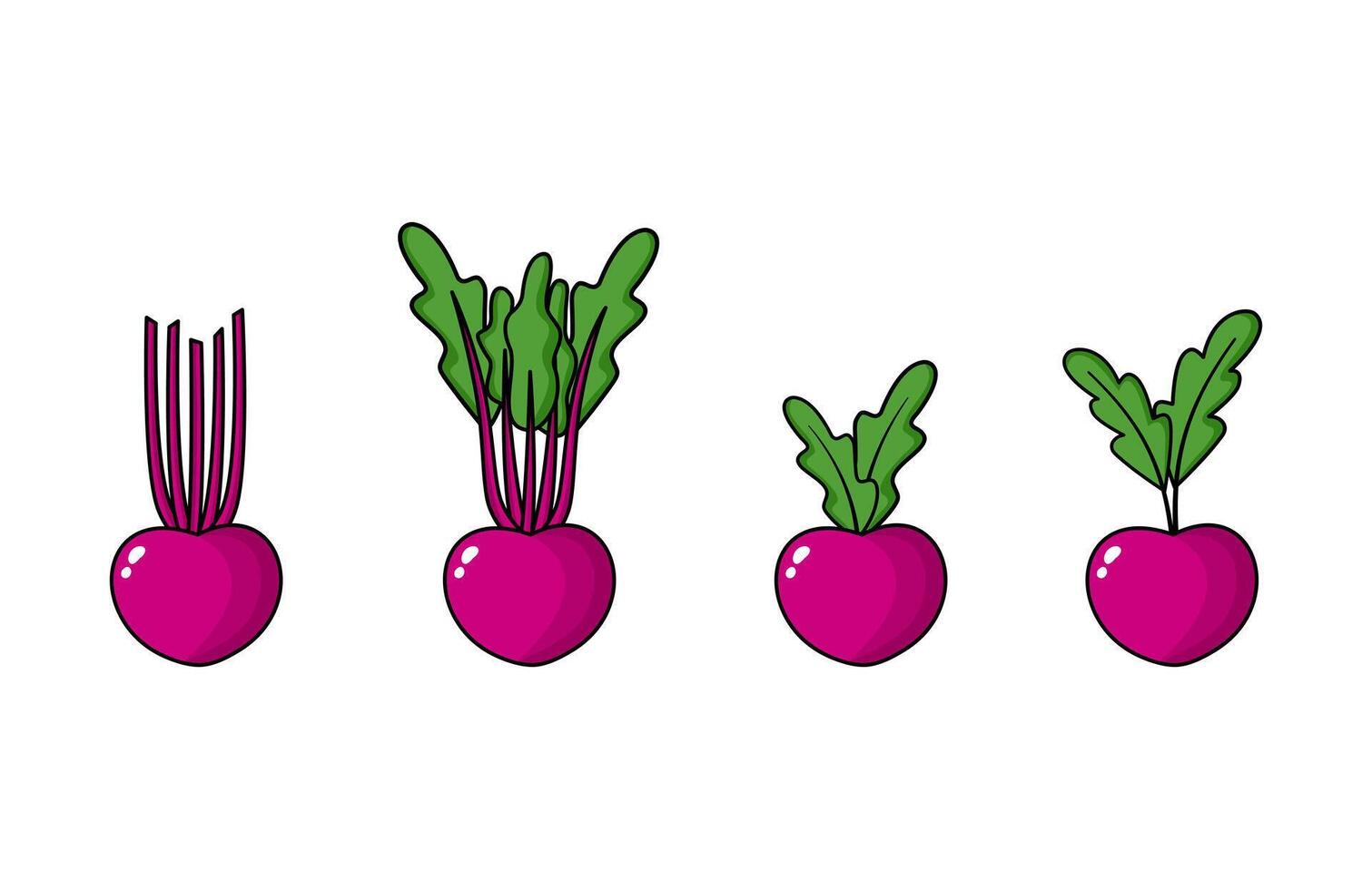 Beets root vegetables. Farm beet root plants. Beta vulgaris L. vector