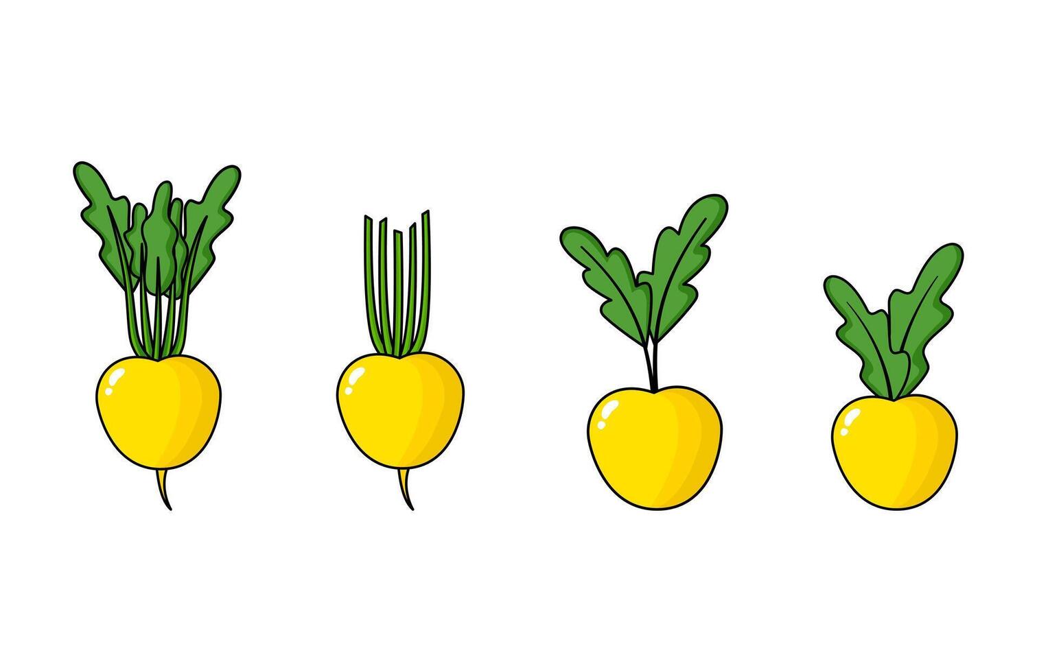 Fresh yellow beetroot illustration vector