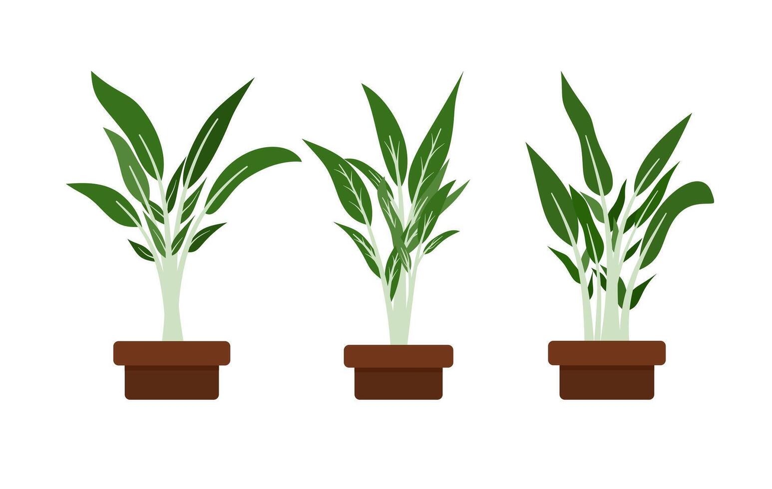 Water Spinach Illustration. Typical Asian vegetables vector