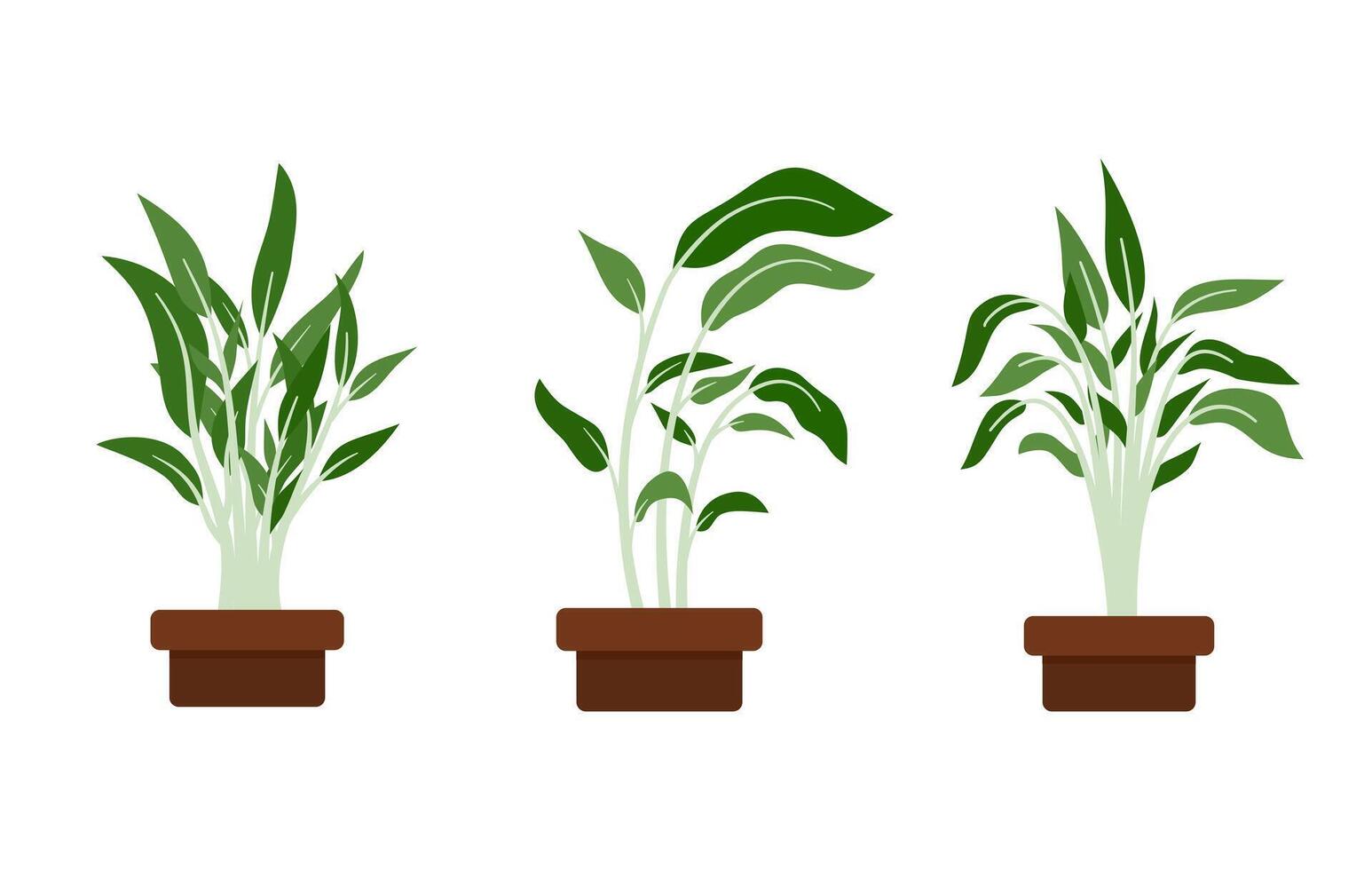 Water Spinach or Kangkung Illustration vector