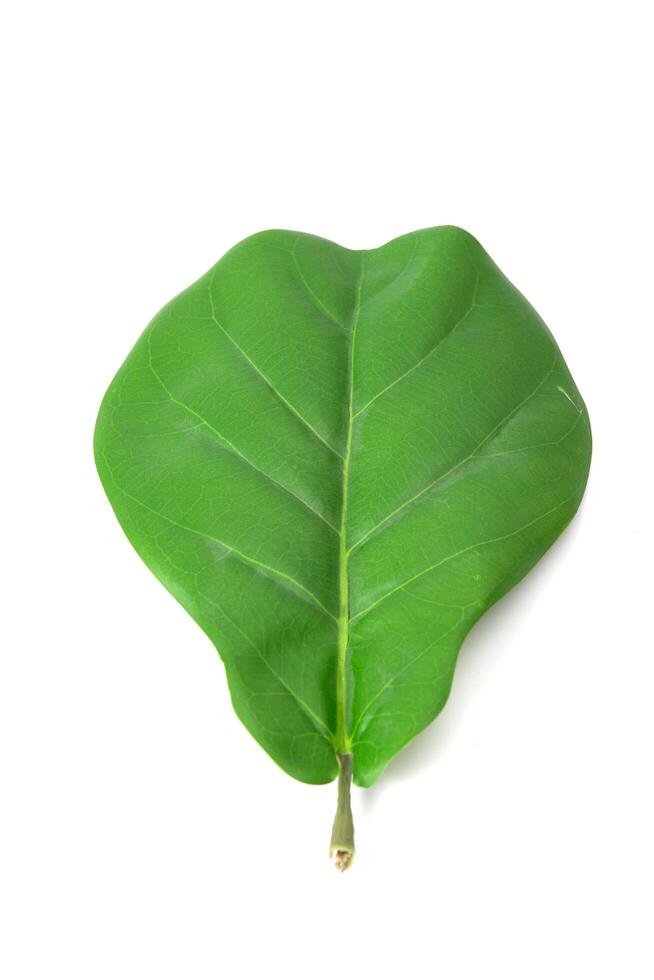 Single green tropical leaf isolated on white background, top view, perfect for botanical or eco-themed designs photo