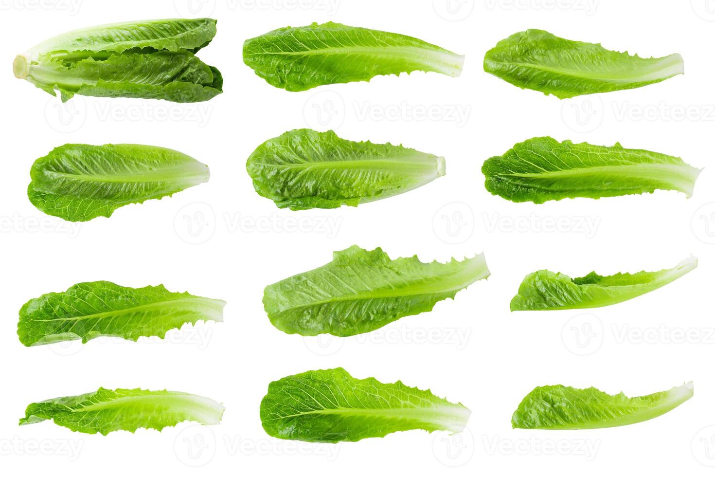 Cos Lettuce Isolated on a white background photo