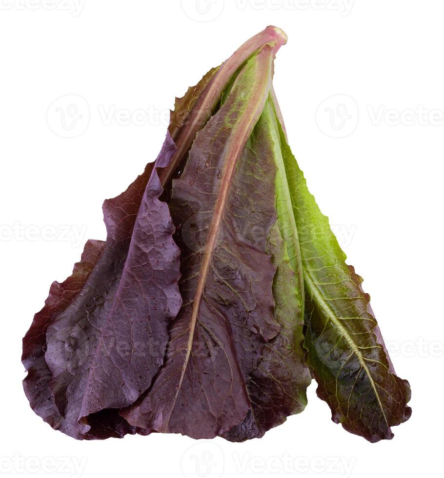 Red Leaf Lettuce isolated on a transparent background photo