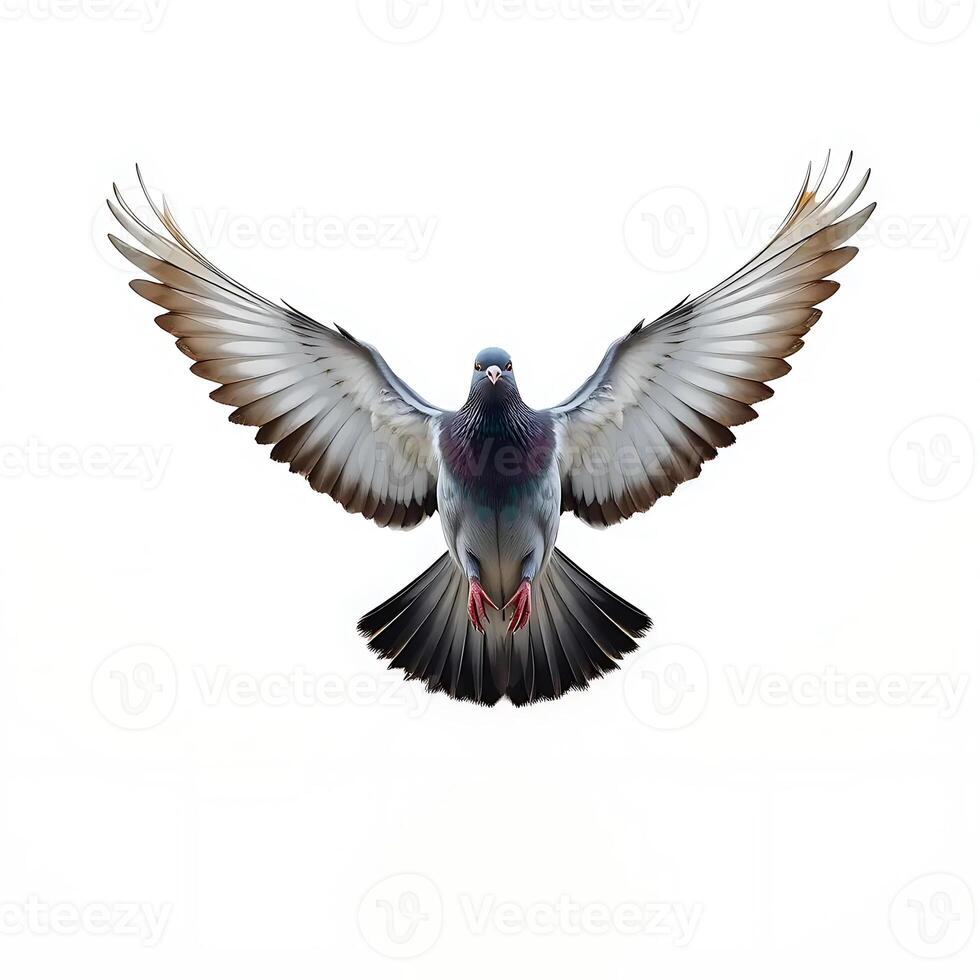 Pigeon Flying with Wings Spread on White Background photo