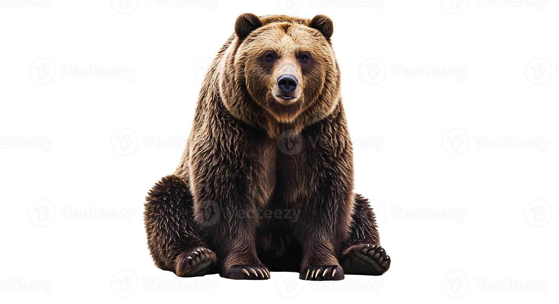 Brown Bear Sitting Alert Isolated on White Background photo