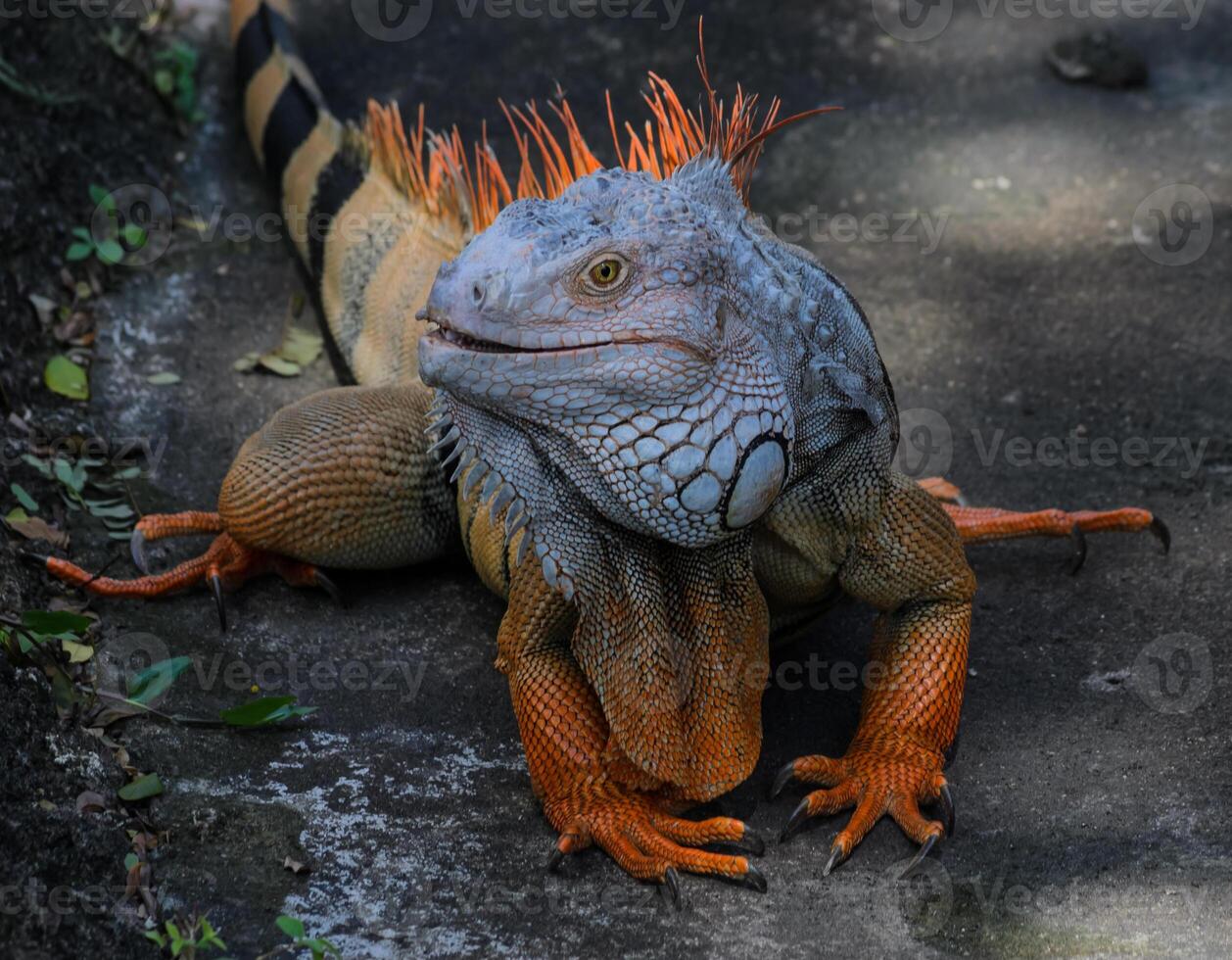 Colorful of Iguana on ground photo