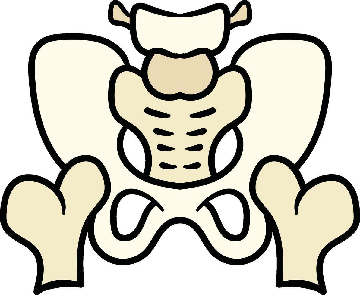 Pelvic bone structure front view illustration vector