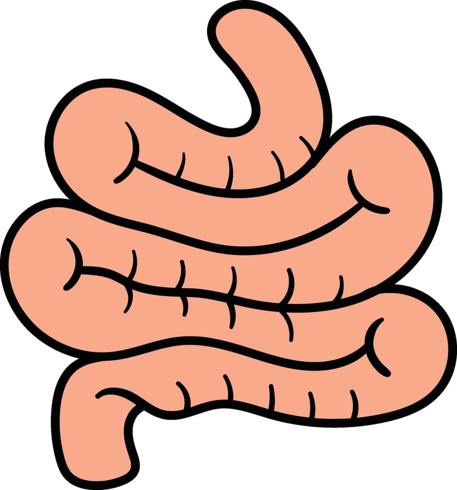 Digestive system intestinal structure illustration vector