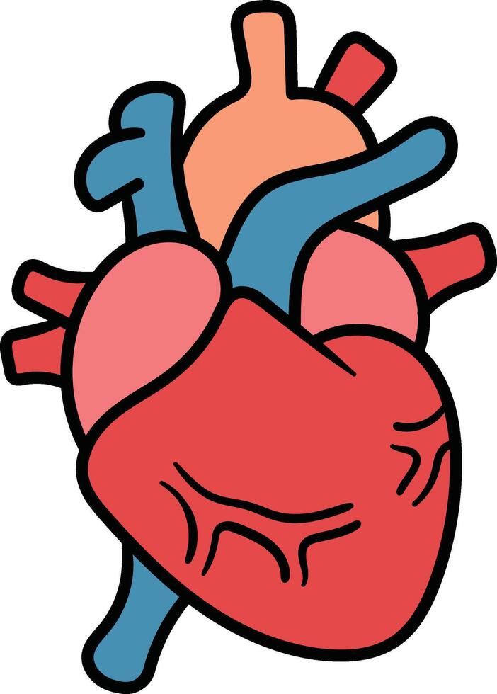 Human heart anatomical illustration vector