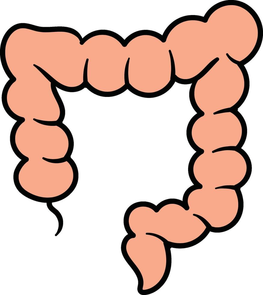 Large intestine illustration vector