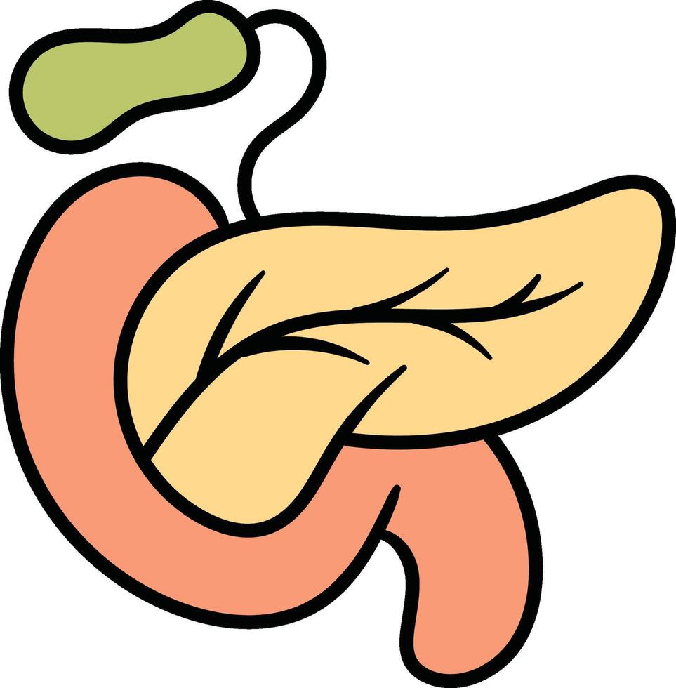 Pancreas organ with gallbladder illustration vector